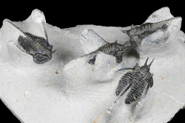 Bargain Devil Horned Cyphaspis Walteri Trilobite Cluster #179204